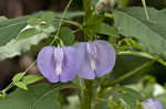 Butterflypea